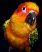 Avatar de l’utilisateur