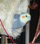 Avatar de l’utilisateur