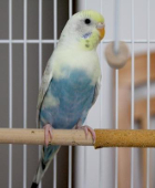 Avatar de l’utilisateur