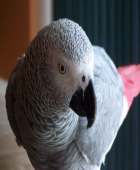 Avatar de l’utilisateur