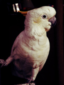 Avatar de l’utilisateur