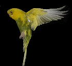 Avatar de l’utilisateur