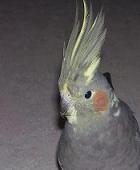 Avatar de l’utilisateur