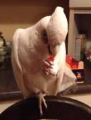 Avatar de l’utilisateur