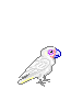 :goffinsaute: