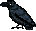:raven1:
