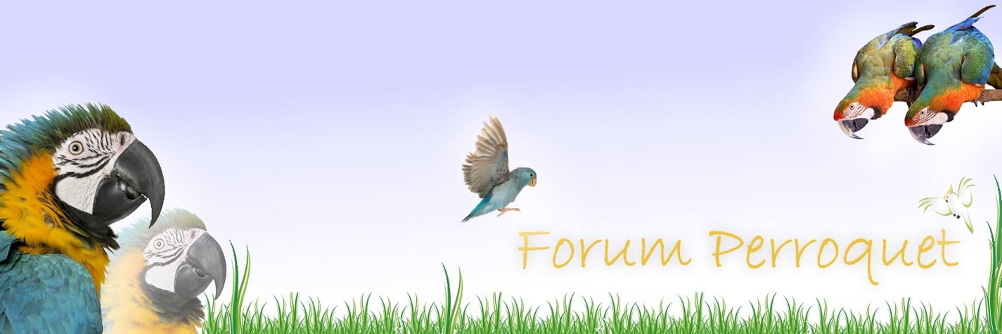 forum-perroquet.com • deux gris du gabon a donner !! : Le ...